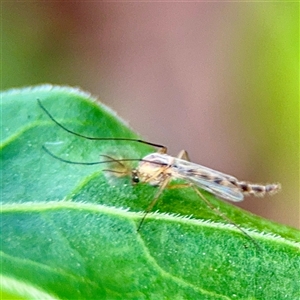Chironomidae (family) at Campbell, ACT - Yesterday by Hejor1