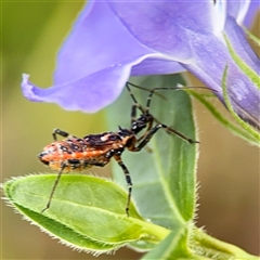 Reduviidae (family) (An assassin bug) at Campbell, ACT - 21 Oct 2025 by Hejor1
