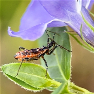 Gminatus australis at Campbell, ACT - Yesterday by Hejor1