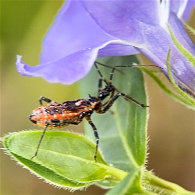 Reduviidae (family) (An assassin bug) at Campbell, ACT - 21 Oct 2025 by Hejor1