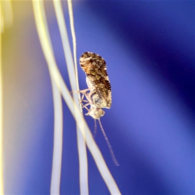 Nimbopsocus australis (A plant louse) at Campbell, ACT - 21 Oct 2025 by Hejor1
