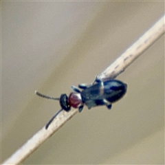 Anthicinae (subfamily) at Campbell, ACT - 21 Oct 2025 by Hejor1