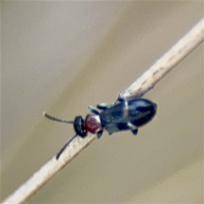 Anthicinae (subfamily) at Campbell, ACT - 21 Oct 2025 by Hejor1