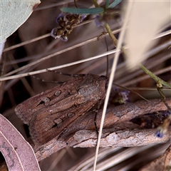 Agrotis infusa (Bogong Moth, Common Cutworm) at Campbell, ACT - 21 Oct 2025 by Hejor1
