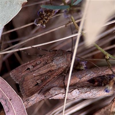 Agrotis infusa (Bogong Moth, Common Cutworm) at Campbell, ACT - 21 Oct 2025 by Hejor1