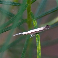 Plutella xylostella (Diamondback Moth) at Campbell, ACT - 21 Oct 2025 by Hejor1