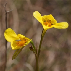Diuris amabilis (Large Golden Moth) at Gundary, NSW - 17 Oct 2025 by RobG1