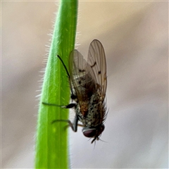 Anthomyiidae (family) at Campbell, ACT - Yesterday by Hejor1