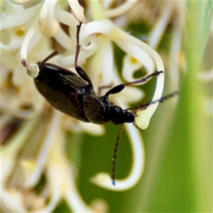 Alleculinae sp. (Subfamily) at Campbell, ACT - Yesterday by Hejor1