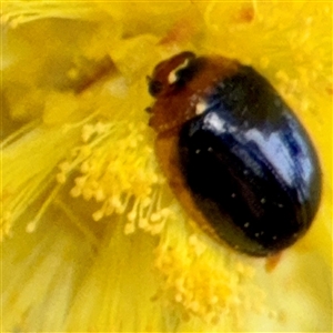 Peltoschema sp. (genus) at Campbell, ACT - Yesterday by Hejor1