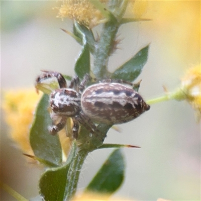 Opisthoncus serratofasciatus at Campbell, ACT - 21 Oct 2025 by Hejor1