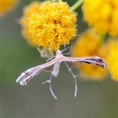 Pterophoridae (family) (A Plume Moth) at Campbell, ACT - 21 Oct 2025 by Hejor1