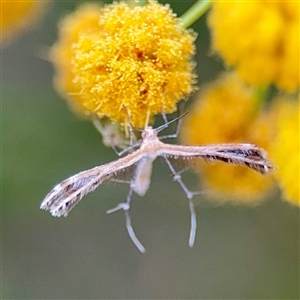 Pterophoridae (family) at Campbell, ACT - Yesterday by Hejor1