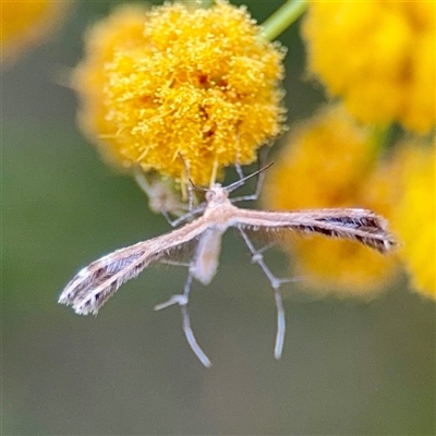 Pterophoridae (family) (A Plume Moth) at Campbell, ACT - 21 Oct 2025 by Hejor1