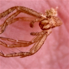 Heteropoda sp. (genus) at Campbell, ACT - 21 Oct 2025 by Hejor1