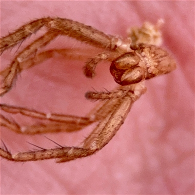 Heteropoda sp. (genus) at Campbell, ACT - 21 Oct 2025 by Hejor1