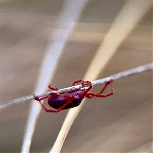 Rainbowia sp. (genus) at Campbell, ACT - Yesterday by Hejor1