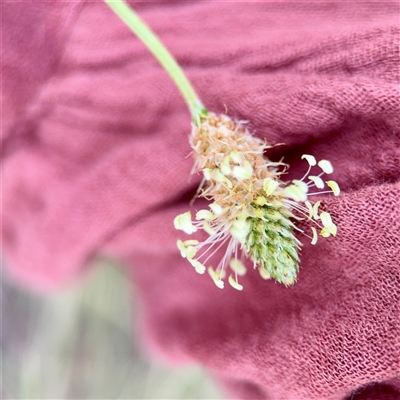 Plantago lanceolata (Ribwort Plantain, Lamb's Tongues) at Campbell, ACT - 21 Oct 2025 by Hejor1