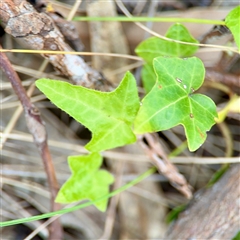 Hedera sp. at Campbell, ACT - 21 Oct 2025 by Hejor1
