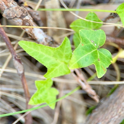 Hedera sp. at Campbell, ACT - 21 Oct 2025 by Hejor1