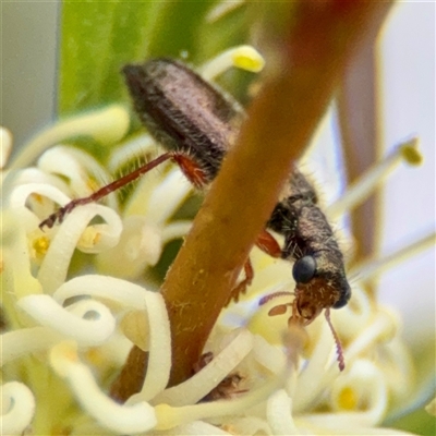 Lemidia sp. (genus) at Campbell, ACT - 21 Oct 2025 by Hejor1