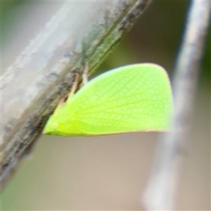 Siphanta acuta at Campbell, ACT - Yesterday by Hejor1