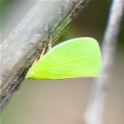 Siphanta acuta (Green planthopper, Torpedo bug) at Campbell, ACT - 21 Oct 2025 by Hejor1