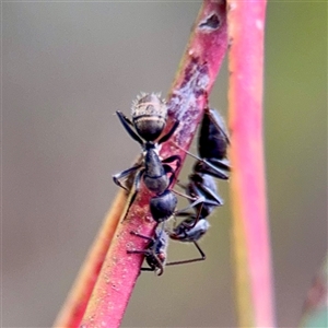 Camponotus aeneopilosus at Campbell, ACT - Yesterday by Hejor1