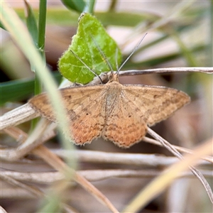 Scopula rubraria (Reddish Wave, Plantain Moth) at Campbell, ACT - Yesterday by Hejor1