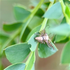 Opisthoncus sp. (genus) at Campbell, ACT - Yesterday by Hejor1
