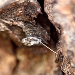Fulgoroidea (superfamily) at Campbell, ACT - Yesterday by Hejor1