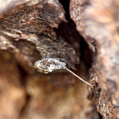 Fulgoroidea (superfamily) (Unidentified fulgoroid planthopper) at Campbell, ACT - 21 Oct 2025 by Hejor1