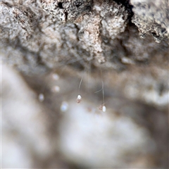 Neuroptera (order) (Unidentified lacewing) at Campbell, ACT - 21 Oct 2025 by Hejor1