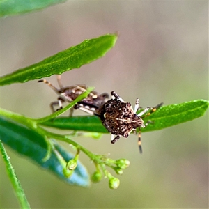 Oncocoris sp. (genus) at Campbell, ACT - Yesterday by Hejor1
