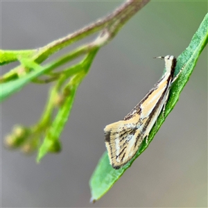 Thema macroscia at Campbell, ACT - Yesterday by Hejor1