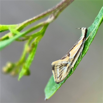 Thema macroscia (A concealer moth) at Campbell, ACT - 21 Oct 2025 by Hejor1