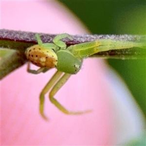 Australomimetus sp. (genus) at Campbell, ACT - Yesterday by Hejor1