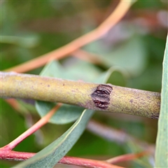 Eurymelinae (subfamily) (Unidentified eurymeline leafhopper) at Campbell, ACT - 21 Oct 2025 by Hejor1