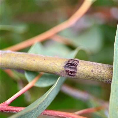 Eurymelinae (subfamily) (Unidentified eurymeline leafhopper) at Campbell, ACT - 21 Oct 2025 by Hejor1