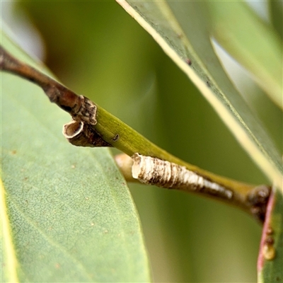 Machaerotinae sp. (subfamily) (Tube Spittlebug) at Campbell, ACT - 21 Oct 2025 by Hejor1