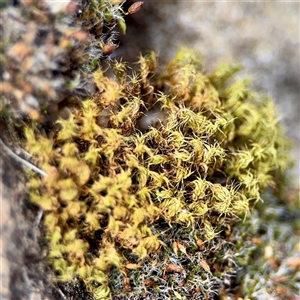 Syntrichia papillosa at Campbell, ACT - Yesterday by Hejor1