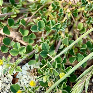 Medicago (genus) at Campbell, ACT - Yesterday by Hejor1