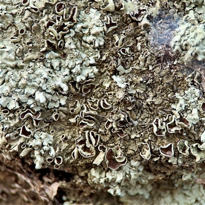 Flavoparmelia sp. at Campbell, ACT - 21 Oct 2025 by Hejor1
