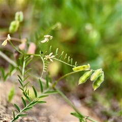 Vicia hirsuta at Campbell, ACT - 21 Oct 2025 by Hejor1