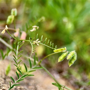 Vicia hirsuta at Campbell, ACT - Yesterday by Hejor1