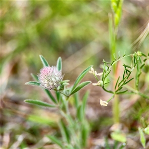 Trifolium arvense at Campbell, ACT - Yesterday by Hejor1