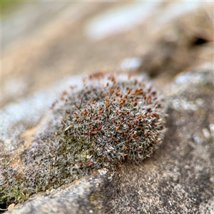 Grimmia pulvinata var. africana at Campbell, ACT - Yesterday by Hejor1