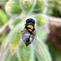 Lucilia cuprina (Australian sheep blowfly) at Russell, ACT - 21 Oct 2025 by Hejor1