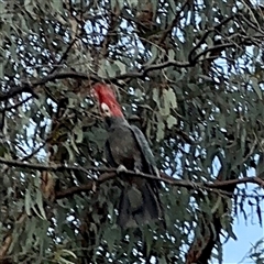 Callocephalon fimbriatum (Gang-gang Cockatoo) at Campbell, ACT - 21 Oct 2025 by Hejor1