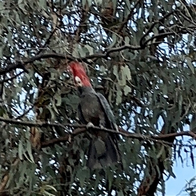 Callocephalon fimbriatum (Gang-gang Cockatoo) at Campbell, ACT - 21 Oct 2025 by Hejor1